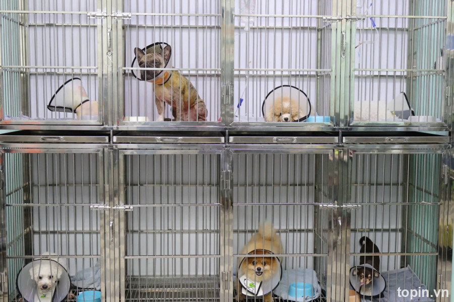 Bệnh Viện Thú Y Vpet
