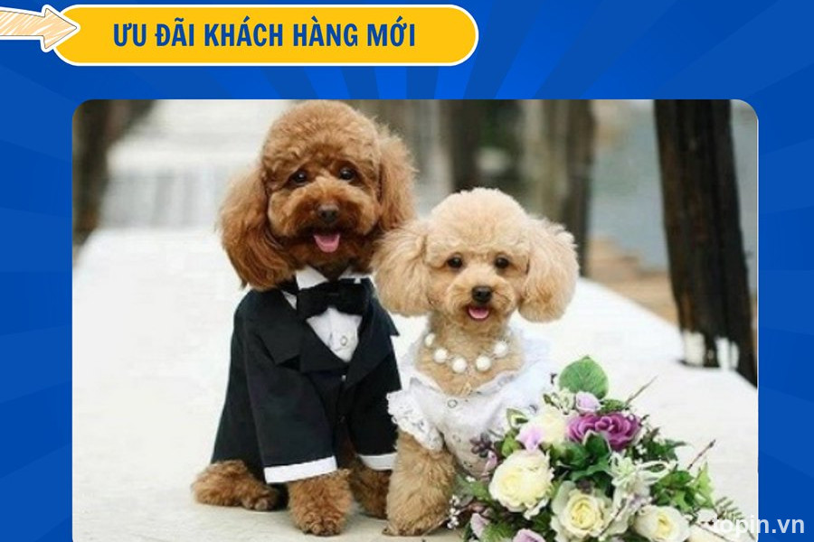 Bệnh Viện Thú Y Vpet