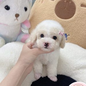 Bệnh Viện Thú Y Vpet