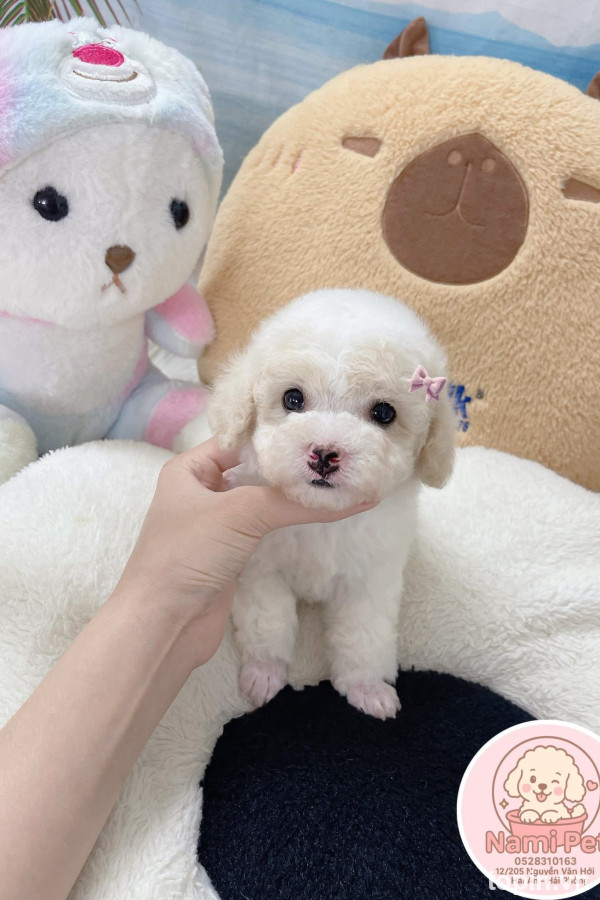 Bệnh Viện Thú Y Vpet