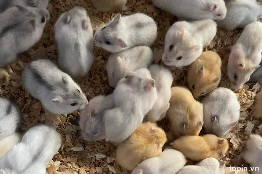 Home Pet’s