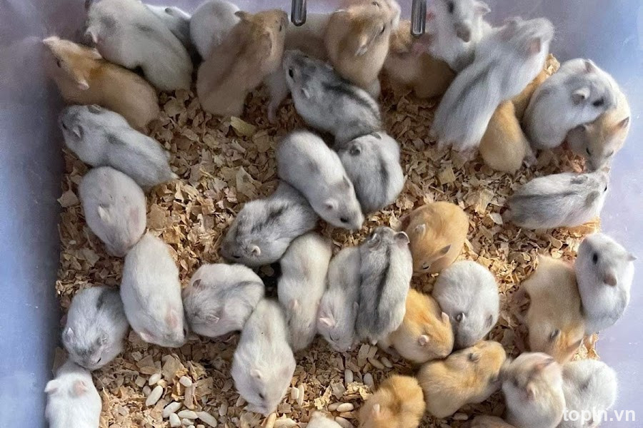 Home Pet’s