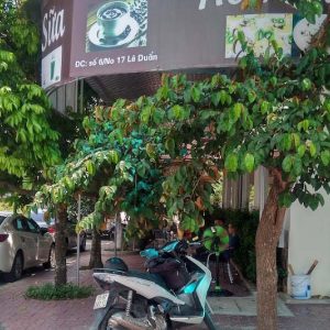 Cafe Đan