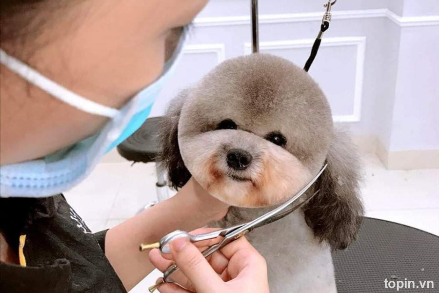 Saovet Hải Phòng